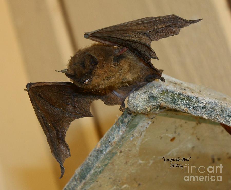 Gargoyle Bat Photograph by Patrick Witz
