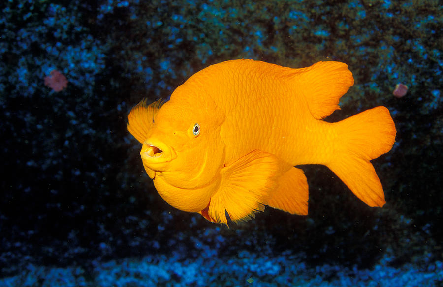 Garibaldi Fish Photograph by Greg Ochocki