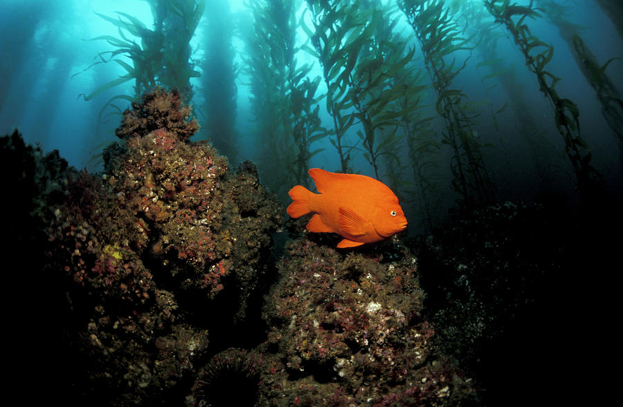 Fish Photograph - Garibaldi In Kelp Forest, Hypsipops by Jurgen Freund