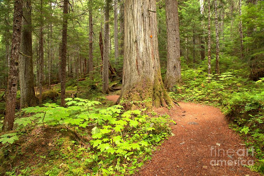 Garibaldi Wilderness Rainforest Photograph by Adam Jewell
