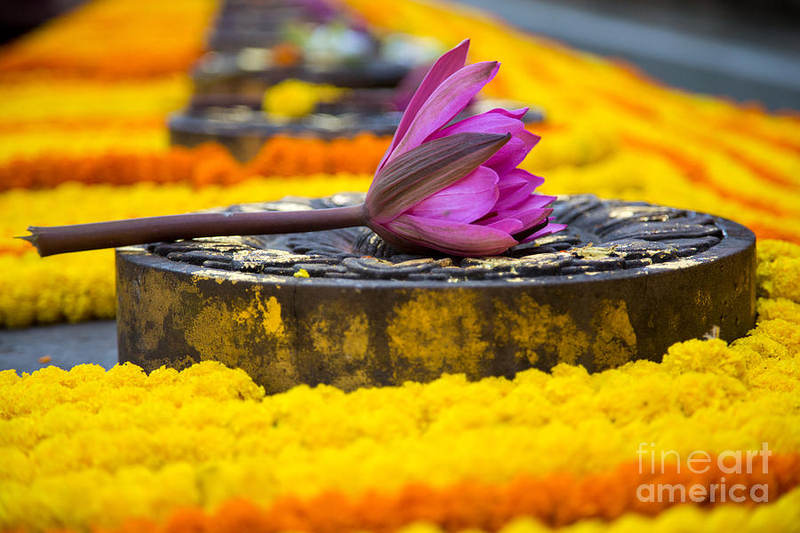 Garland Photograph - Garland of Flower Offerings Close Up by Mindah-Lee Kumar