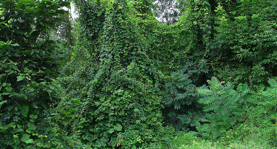 Garlands Abound in Woodland Palenville Making Greene County Greener in Summer Photograph by Terrance DePietro