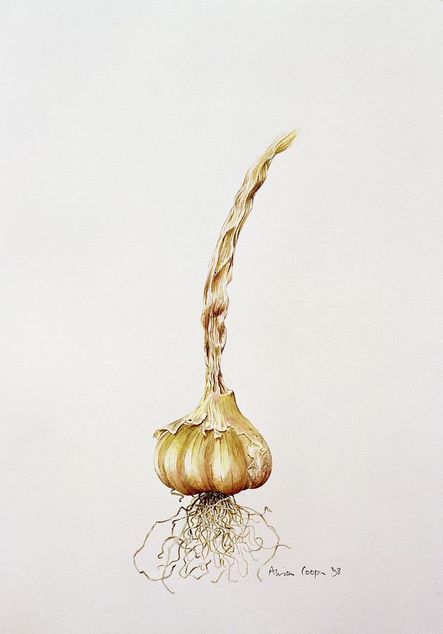 Vegetable Photograph - Garlic, 1998 Wc On Paper by Alison Cooper