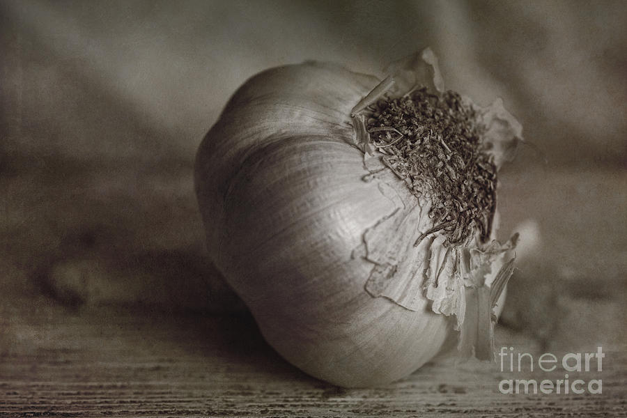 Nature Photograph - Garlic 4 by Elena Nosyreva