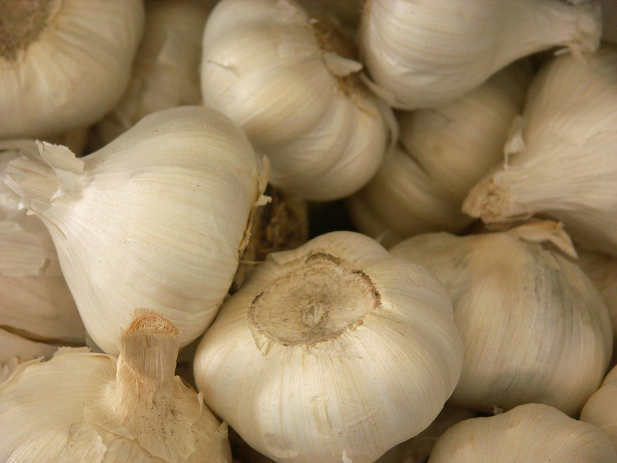 Garlic Photograph by Bonnie Sue Rauch