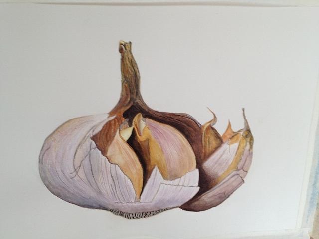 Garlic Bud Painting by Cherin Harris-Tuck - Fine Art America