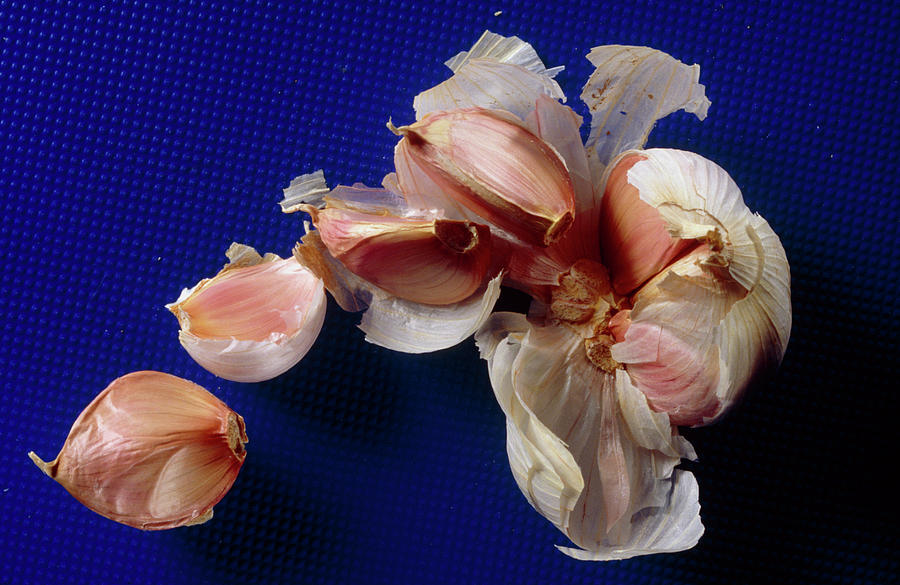 Garlic Bulb Broken Open To Show Its Cloves Photograph by Mike Devlin/science Photo Library