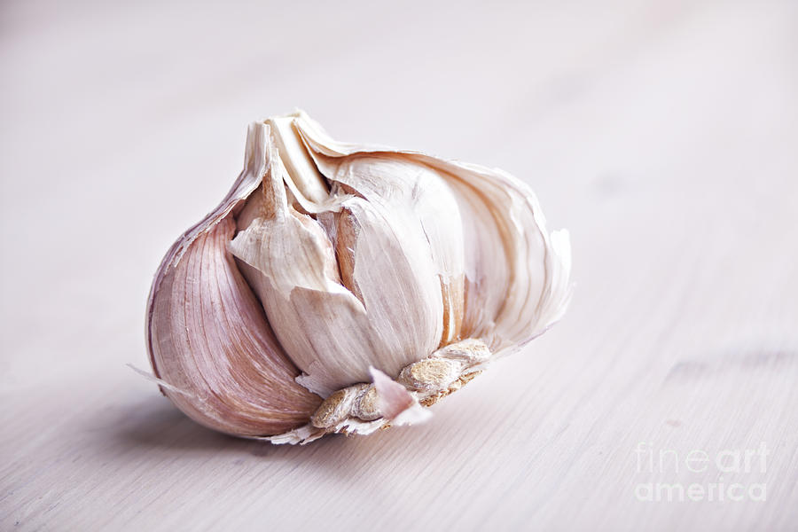 Garlic bulb Photograph by Sophie McAulay