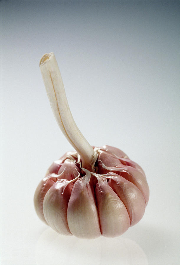 Garlic Bulb Photograph by Steve Percival/science Photo Library