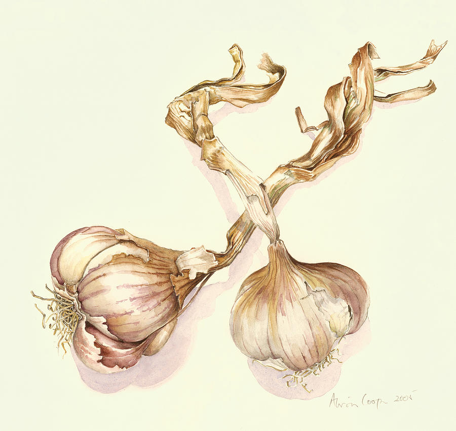 Garlic Bulbs Painting By Alison Cooper - Fine Art America