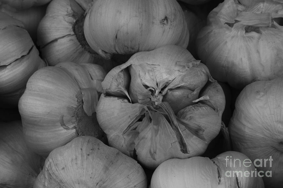 Garlic Photograph by Carrie Cranwill