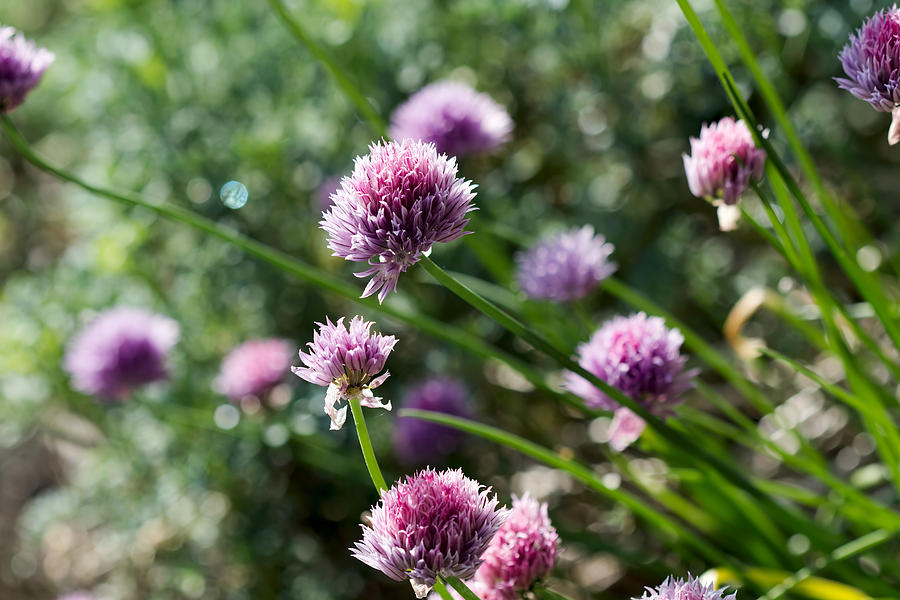 Garlic Chives Flowers Photograph by David Gn