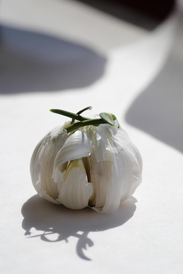 Garlic Clove Photograph by Carrie Godwin