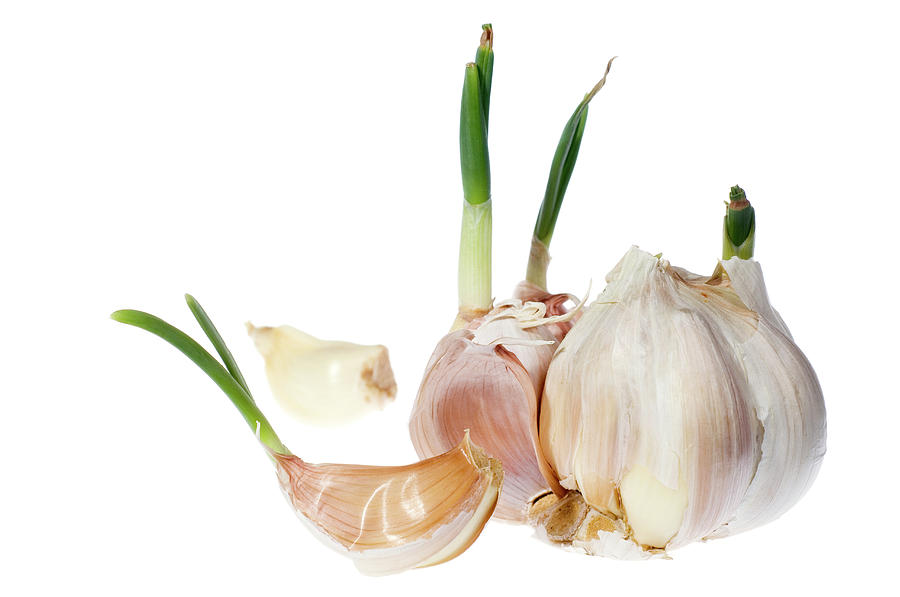 Garlic Cloves Photograph by Daniel Sambraus/science Photo Library
