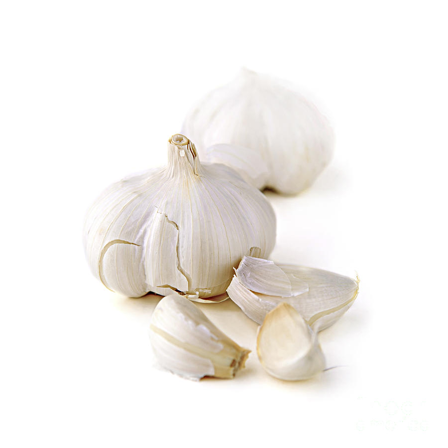 Garlic Photograph - Garlic by Elena Elisseeva