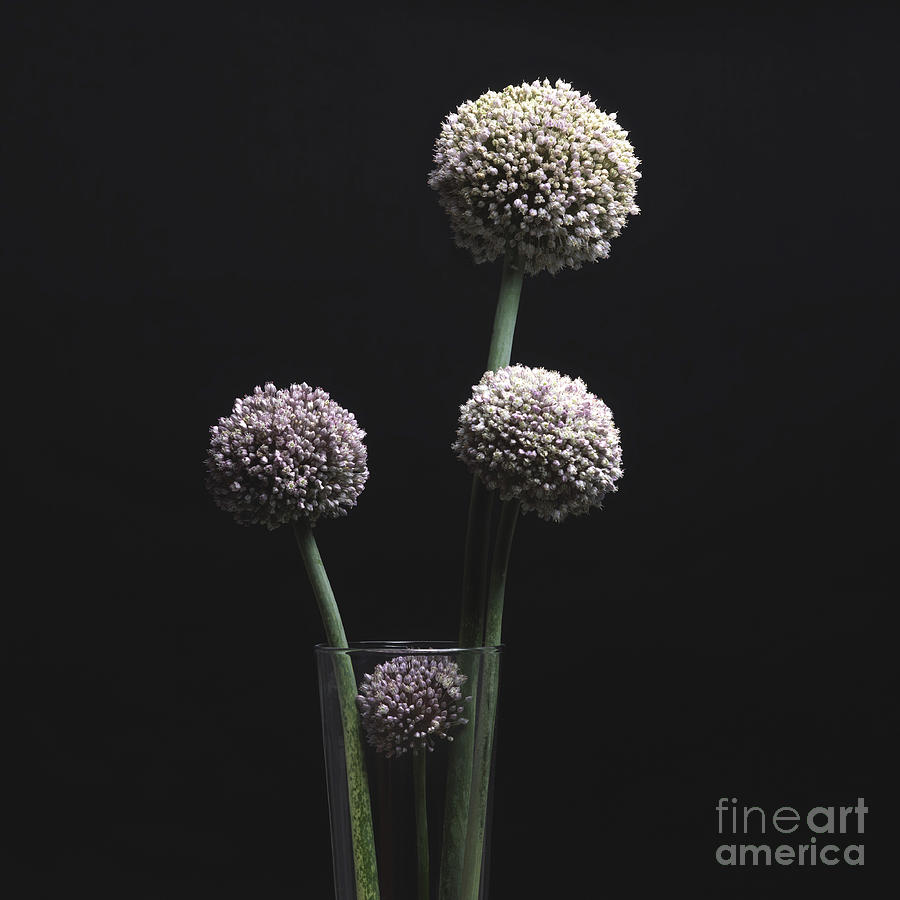 Flowers Still Life Photograph - Garlic flowers. Allium. by Bernard Jaubert