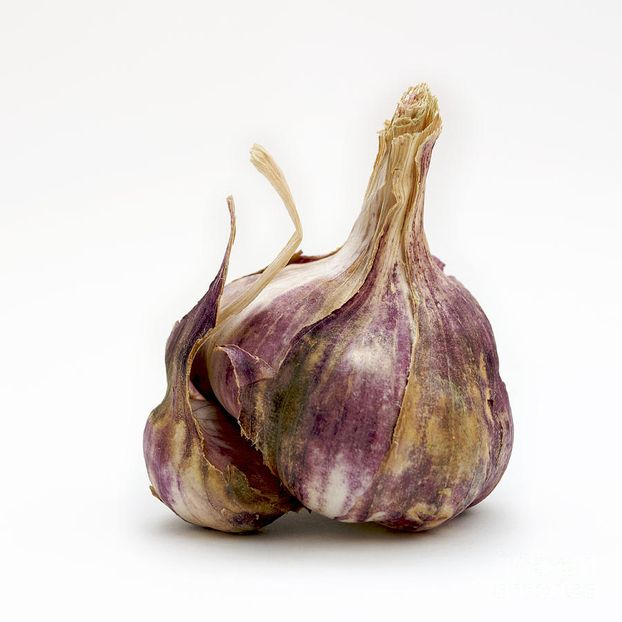 Garlic glove Photograph by Bernard Jaubert