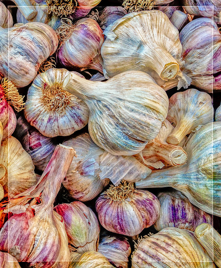 Garlic Gone Bad Photograph by Ken Stanback