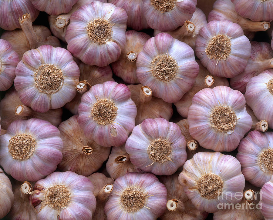 Garlic Photograph by Hans Reinhard