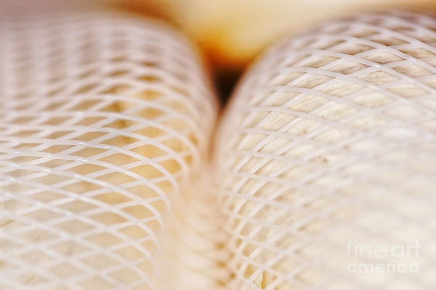 Garlic in a net Photograph by Nick  Biemans