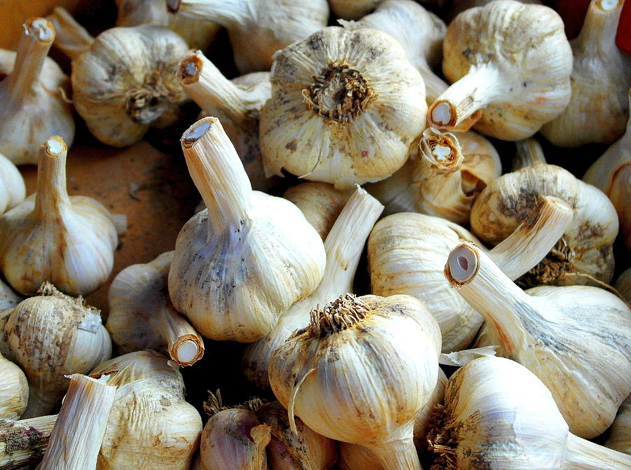 Garlic Photograph by Jim Harris