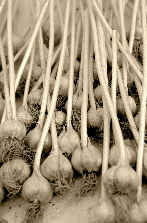 Garlic  Photograph by Matthew Pace