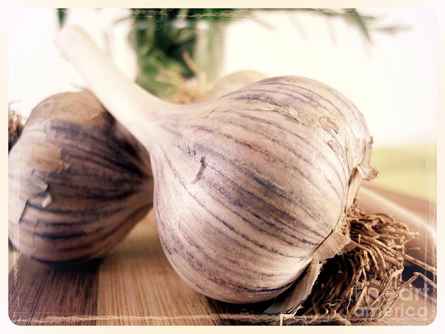 Garlic Photograph by Nina Ficur Feenan