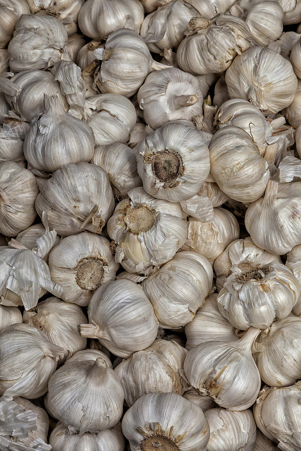 Garlic Photograph by Robert Ullmann