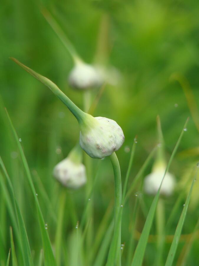 Garlic Scapes Photograph by Gothicrow Images - Pixels