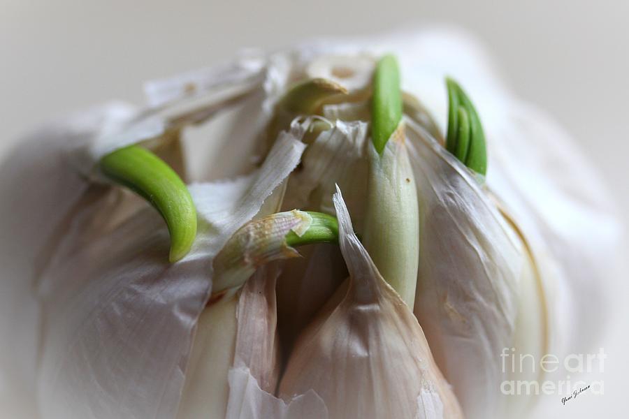 Garlic Sprout Photograph by Yumi Johnson