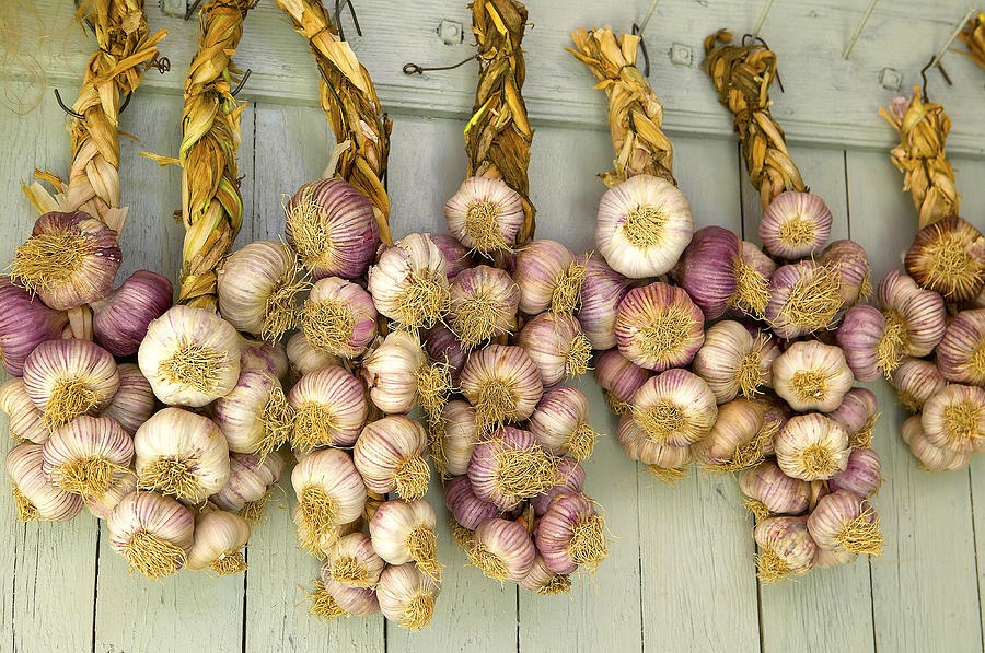 Garlic tresses hanging from wooden wall Photograph by Laurence Delderfield