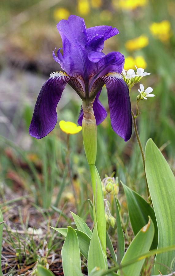 Mountain Photograph - Garrigue Iris (iris Lutescens Lutescens) In Flower by Bob Gibbons/science Photo Library