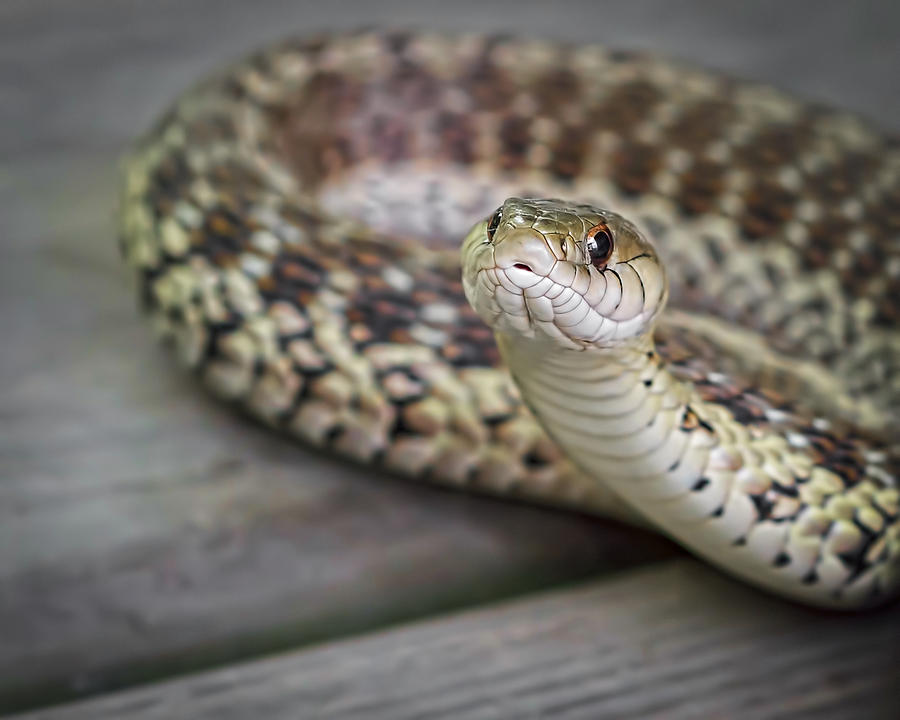 Garter Snake Photograph by Andrew Lawlor - Fine Art America