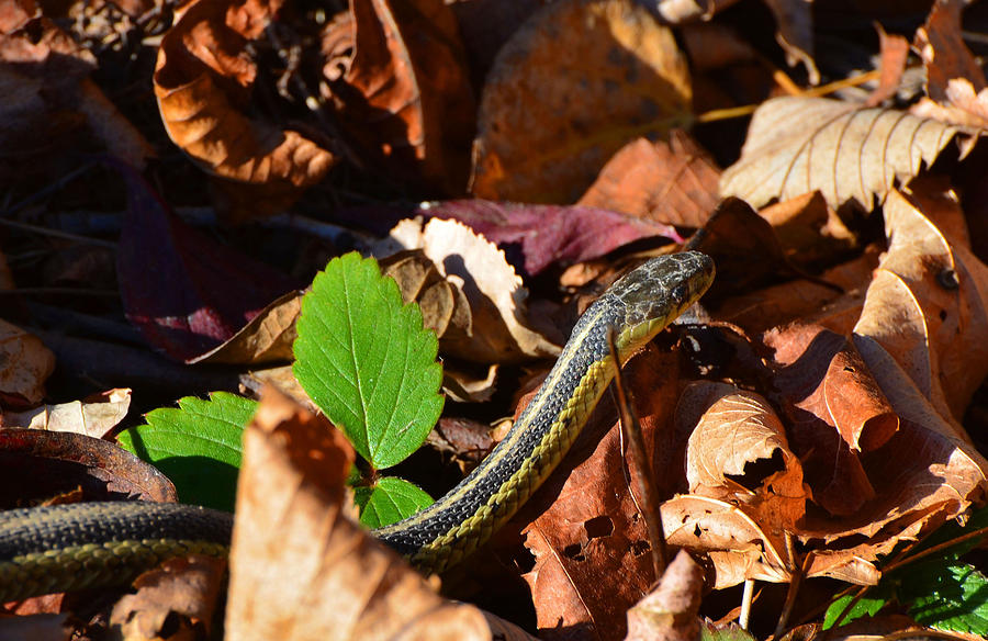 Garter Snake Photograph by Chris Tennis - Fine Art America