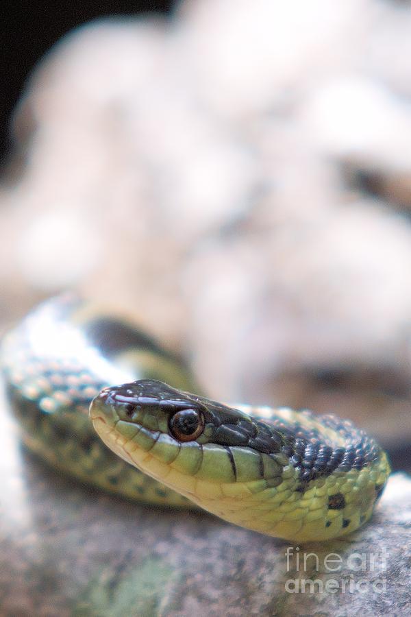 Garter Snake Photograph by John Harmon