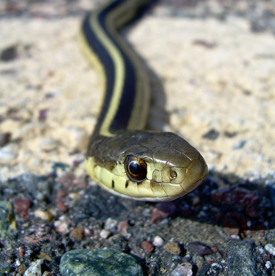 Garter Snake Photograph by Kent Lorentzen