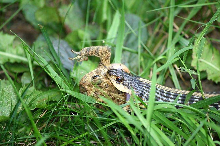 Garter Snake Lunch  Photograph by Neal Eslinger