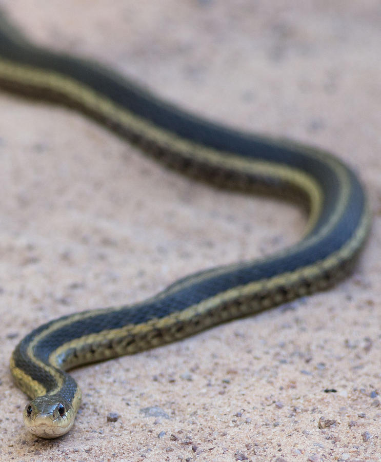 Garter Snake Slithering Forward Photograph by Natural Focal Point ...