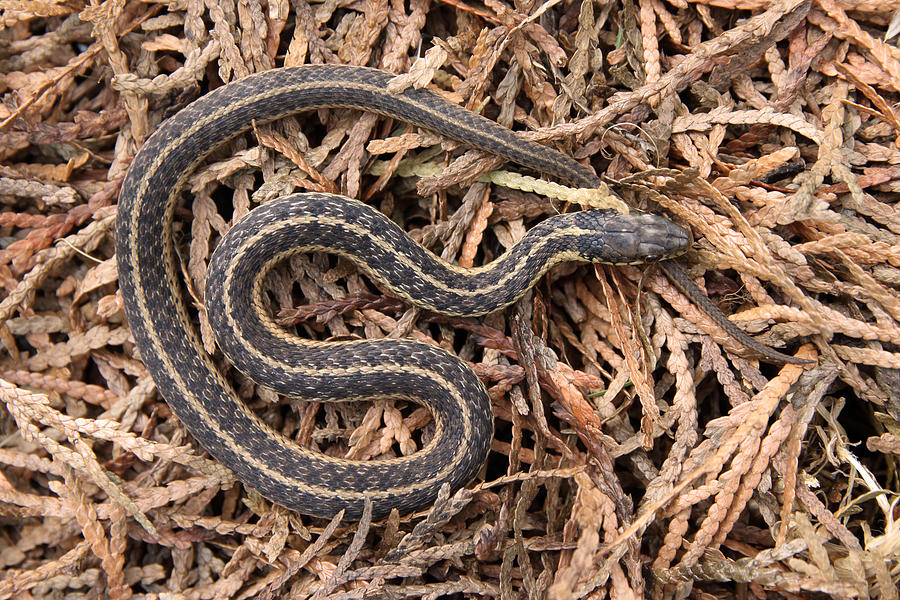 Garter Snake Thamnophis Sirtalis Photograph by David Kenny | Fine Art ...