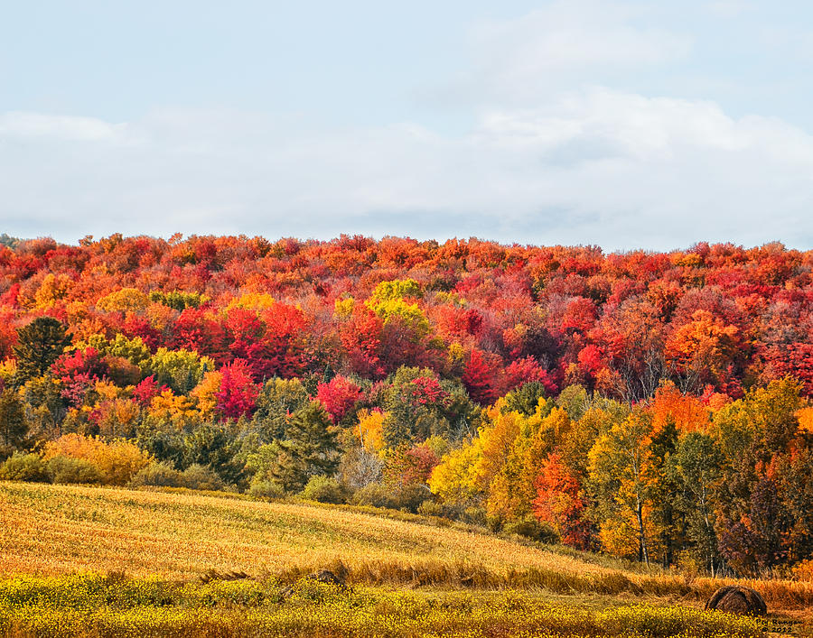 Gary's Woods Photograph by Peg Runyan - Fine Art America