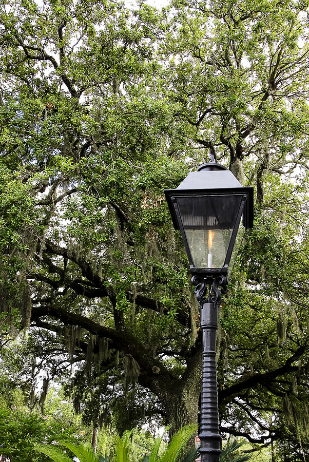 Tree Photograph - Gas Light by Michael Ray