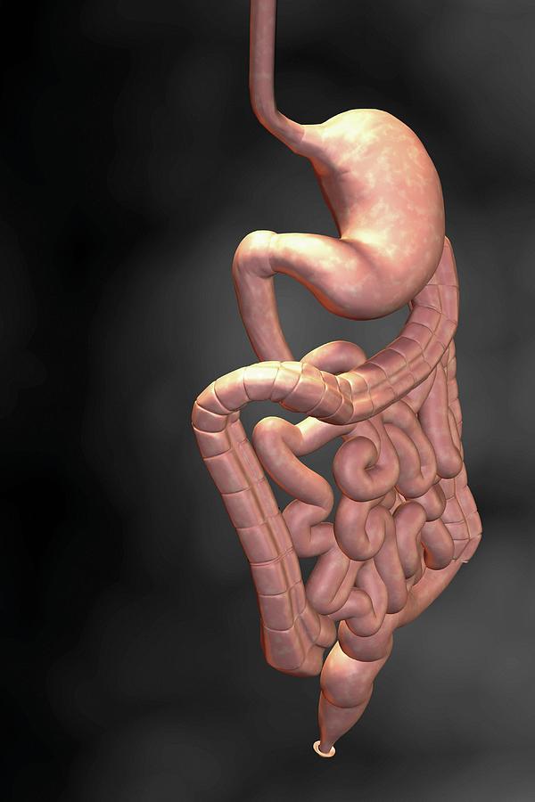 Gastrointestinal System Photograph by Harvinder Singh