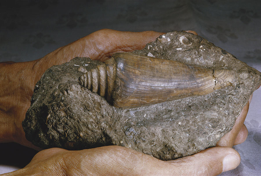 Gastropod Fossil Photograph by Paul Zahl