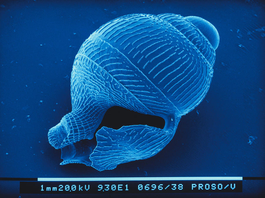 Gastropod Larva Sem Photograph by Newman & Flowers
