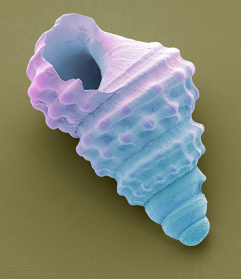 Nature Photograph - Gastropod Microfossil by Steve Gschmeissner