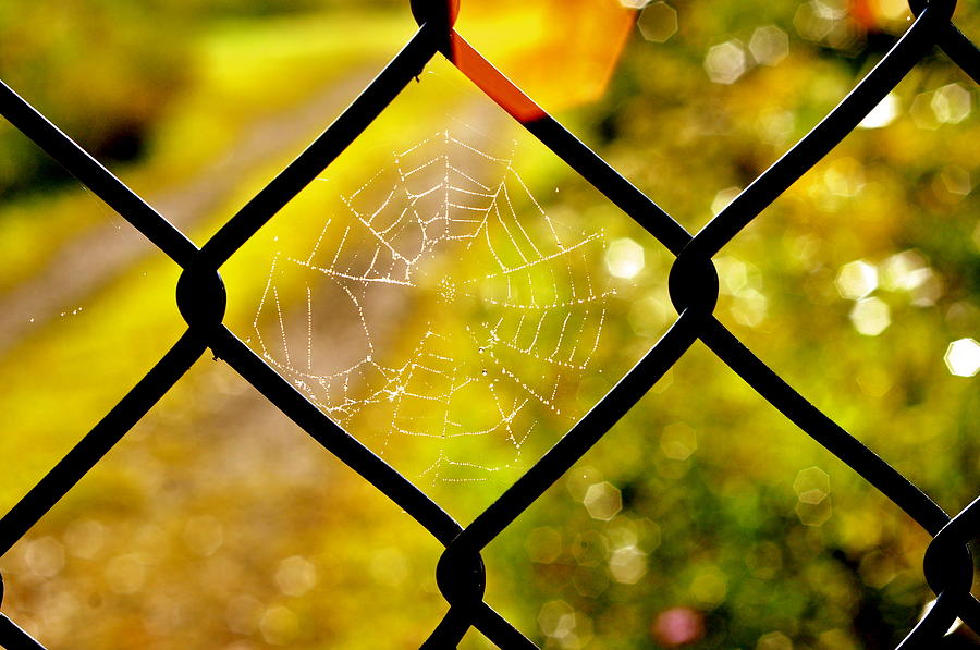 Spiderweb Photograph - Gate Closing by David Flitman