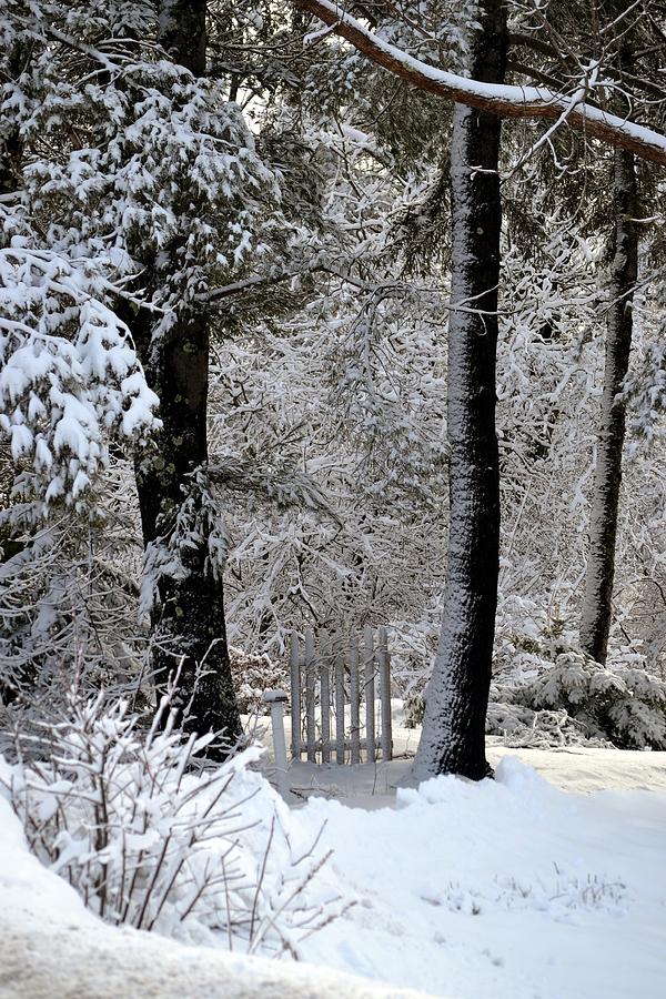 Gate in the Woods Photograph by Nina-Rosa Dudy