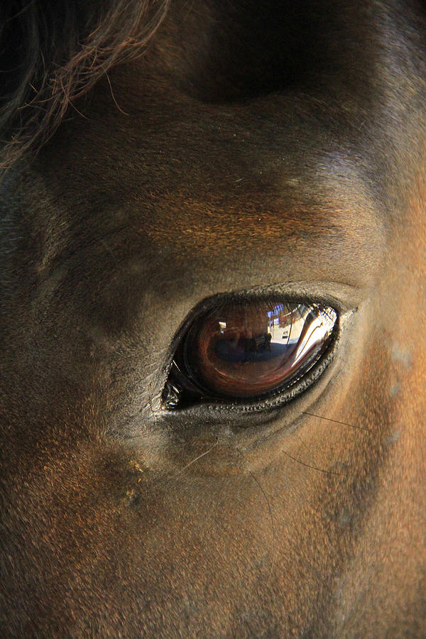 Gateway To A Horses Soul Photograph