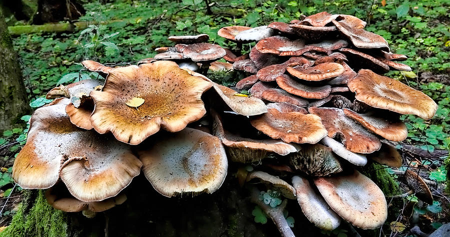 Mushroom Photograph - Gathering - fungi gathered on an old tree stump by Leif Sohlman