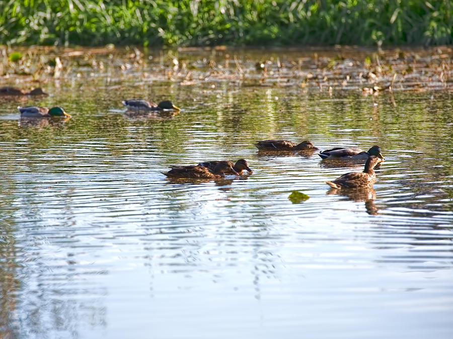 Gathering - Mallars Ducks In Creek Enkopingsaan Photograph